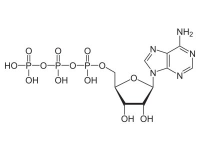 Discover the Essential Role of ATP in a Triathlete's Muscle Energy: A Comprehensive Guide