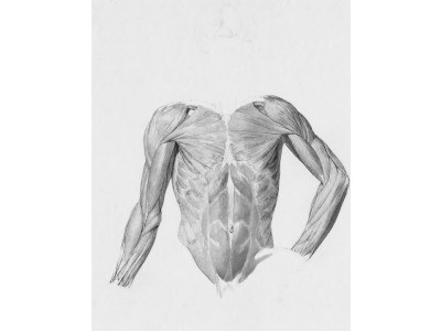 Tout savoir sur les fibres musculaires