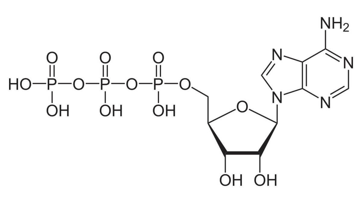 Tout savoir sur l’ATP : la molécule clé de l’énergie en triathlon