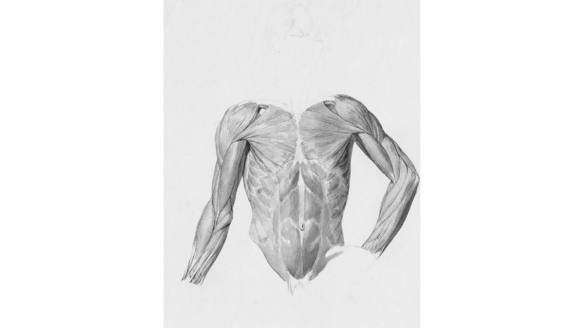 Descubra os Diferentes Tipos de Fibras Musculares e Sua Influência no Seu Treino e Desempenho em Endurance